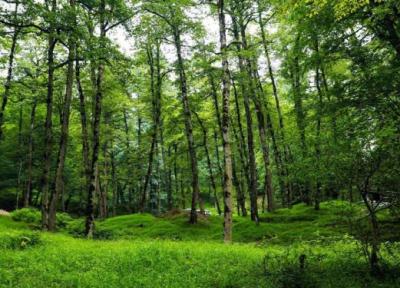 بوستان جنگلی صفارود رامسر،یکی از منطقه ها زیبای مازندران