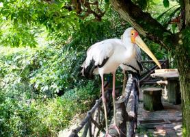 باغ پرندگان (Bird Park) کوالالامپور مالزی