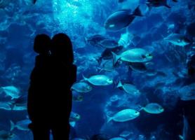 آشنایی با آکواریوم کوالالامپور (Aquaria KLCC)
