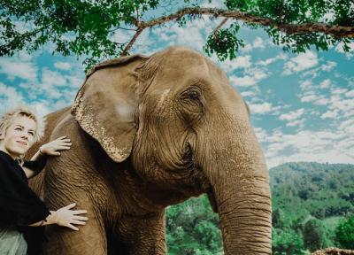 فیل های چیانگ مای