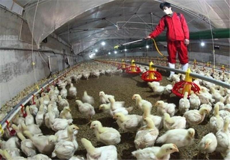 مالزی واردات مرغ و تخم مرغ از چین را متوقف کرد