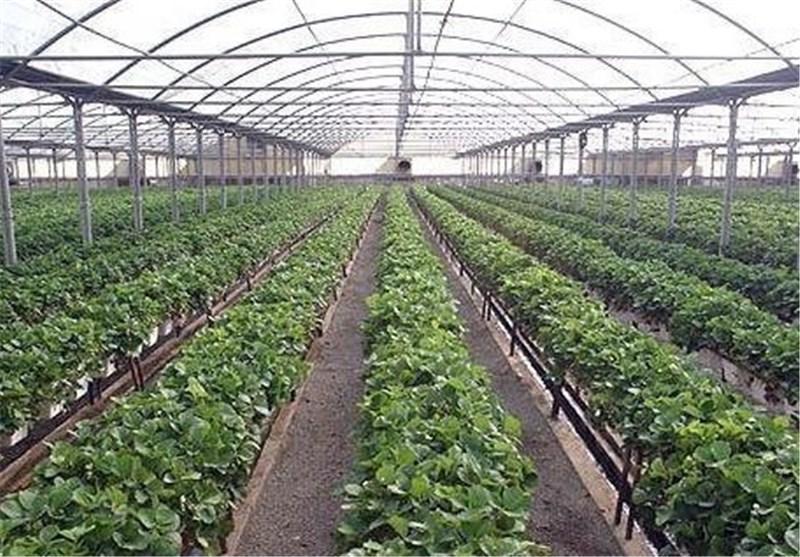 موانع صدور مجوز نظام مهندسی 31طرح گلخانه رفع شد موانع صدور مجوز نظام مهندسی 31طرح گلخانه برطرف شد