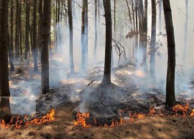پنج درصد آتش سوزی های اراضی ملی عمدی است