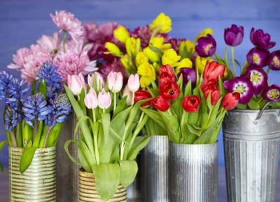 روش کاشت و نگهداری گل لاله در منزل