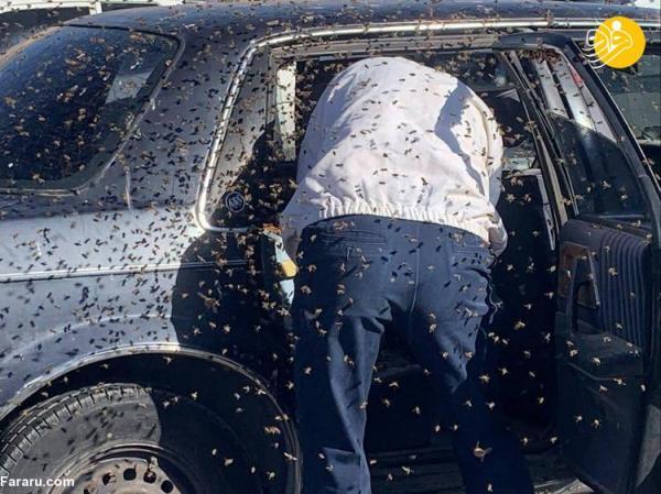 (ویدئو) 15 هزار زنبور در خودرو راننده را غافلگیر کرد