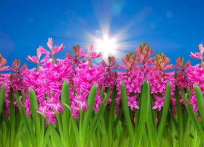 مجموعه عکس گل سنبل؛ 33 عکس زیبا و جذاب برای پروفایل