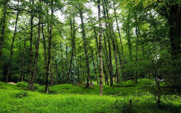 بوستان جنگلی صفارود رامسر،یکی از منطقه ها زیبای مازندران